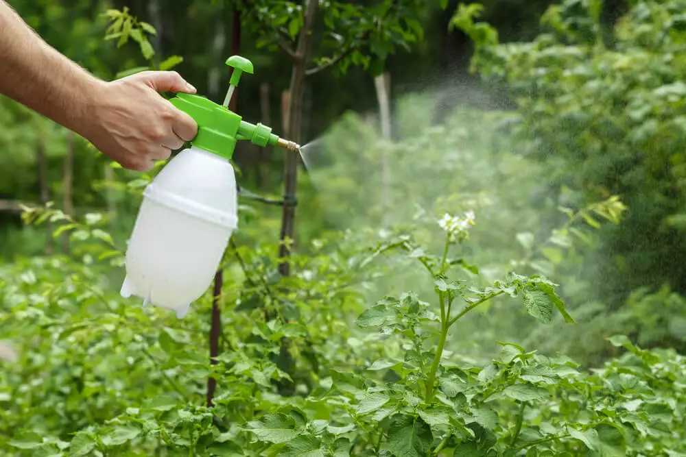 Try spraying insecticide soap