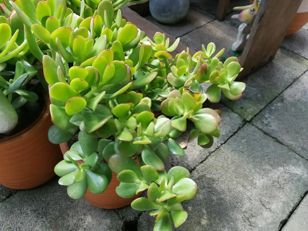 What is a jade plant