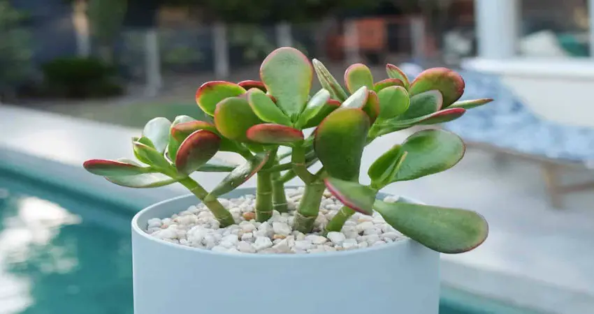 Why Is My Jade Plant Dying