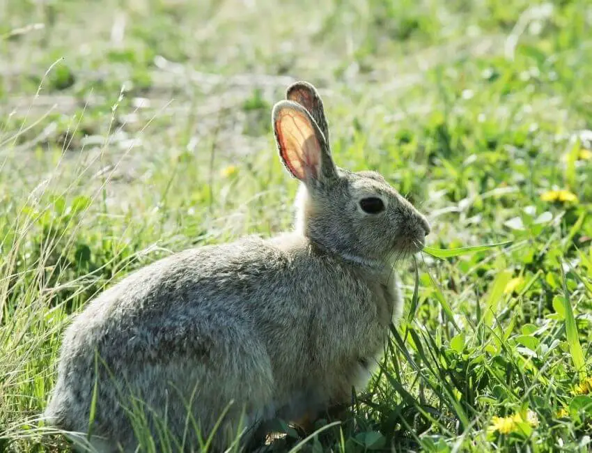 Do Rabbits Eat Tomato Plants? & How to Keep Rabbits Out of Garden! - My