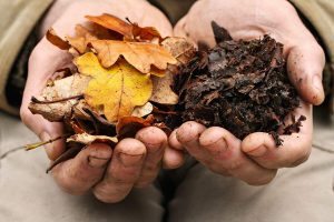 Are Leaves Good for The Garden