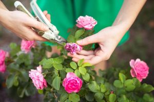Can Roses go into shock when transplanting rose bushes