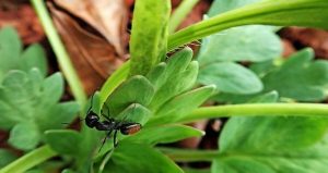 Impressive Plants That Repel Ants