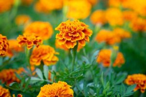 Marigold as snake-repellent plants