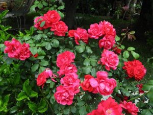 Moving your rosebush in the winter