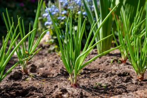 Onions as snake-repellent plants