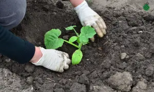 planting cucumber