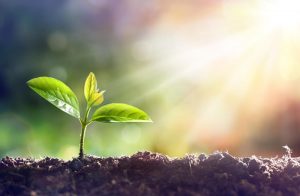 What Do Plants Need to Survive light