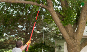 Trimming tree with pole pruner