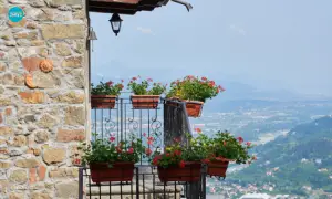 geranium pot