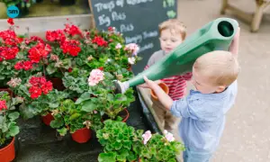 water for geranium care indoors