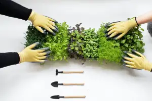 Microgreens On White Table