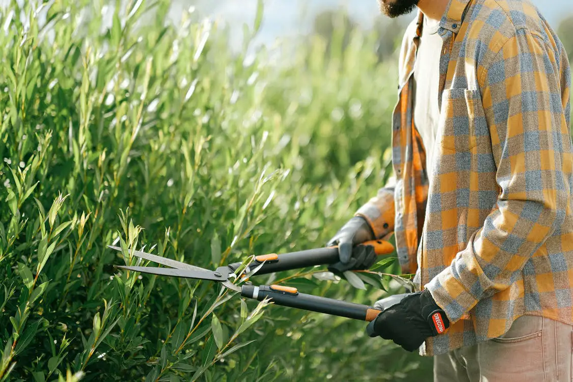 Using shears to trim leaves